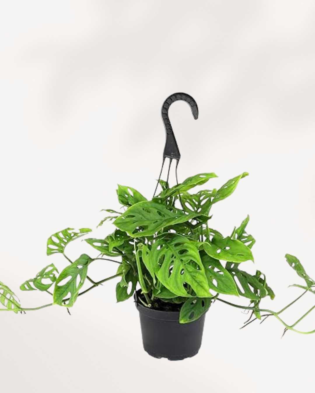 Monstera Adansonii | Swiss Cheese Plant