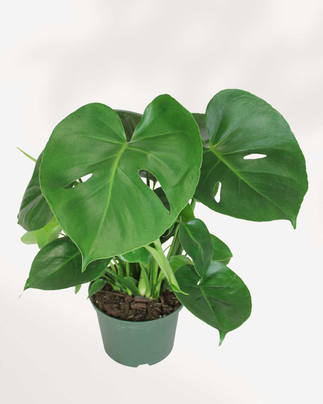 Monstera Deliciosa