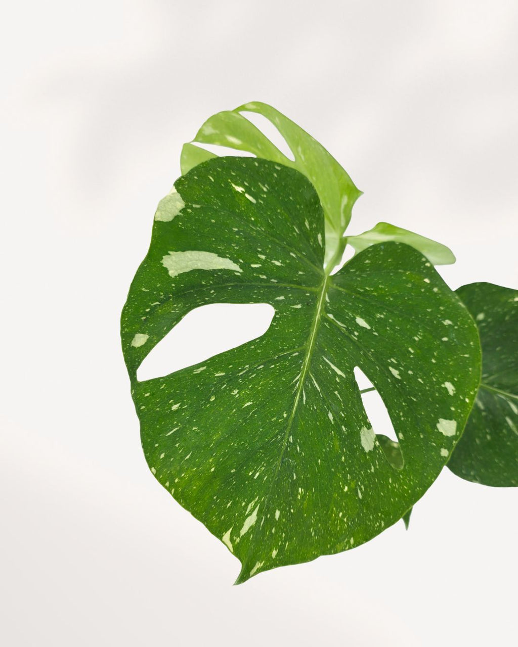 Monstera Deliciosa Thai Constellation