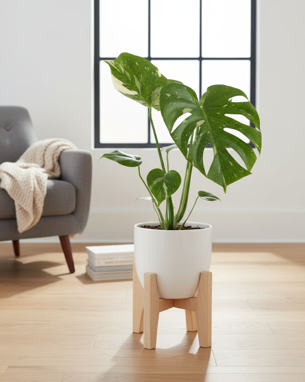 Monstera Deliciosa Thai Constellation