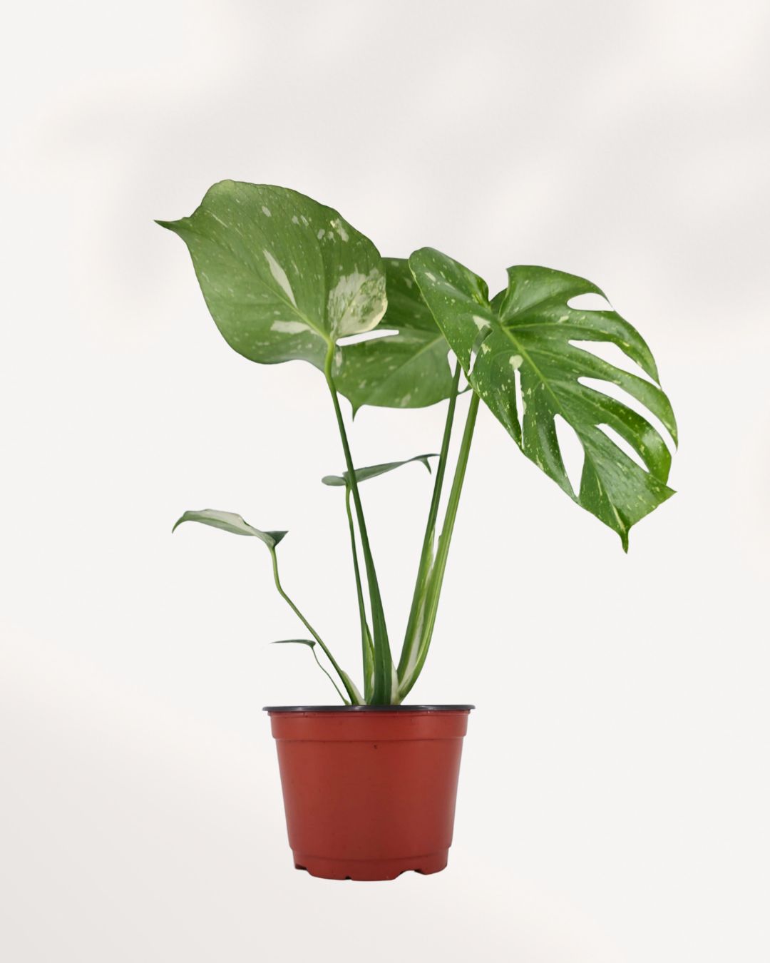Monstera Deliciosa Thai Constellation
