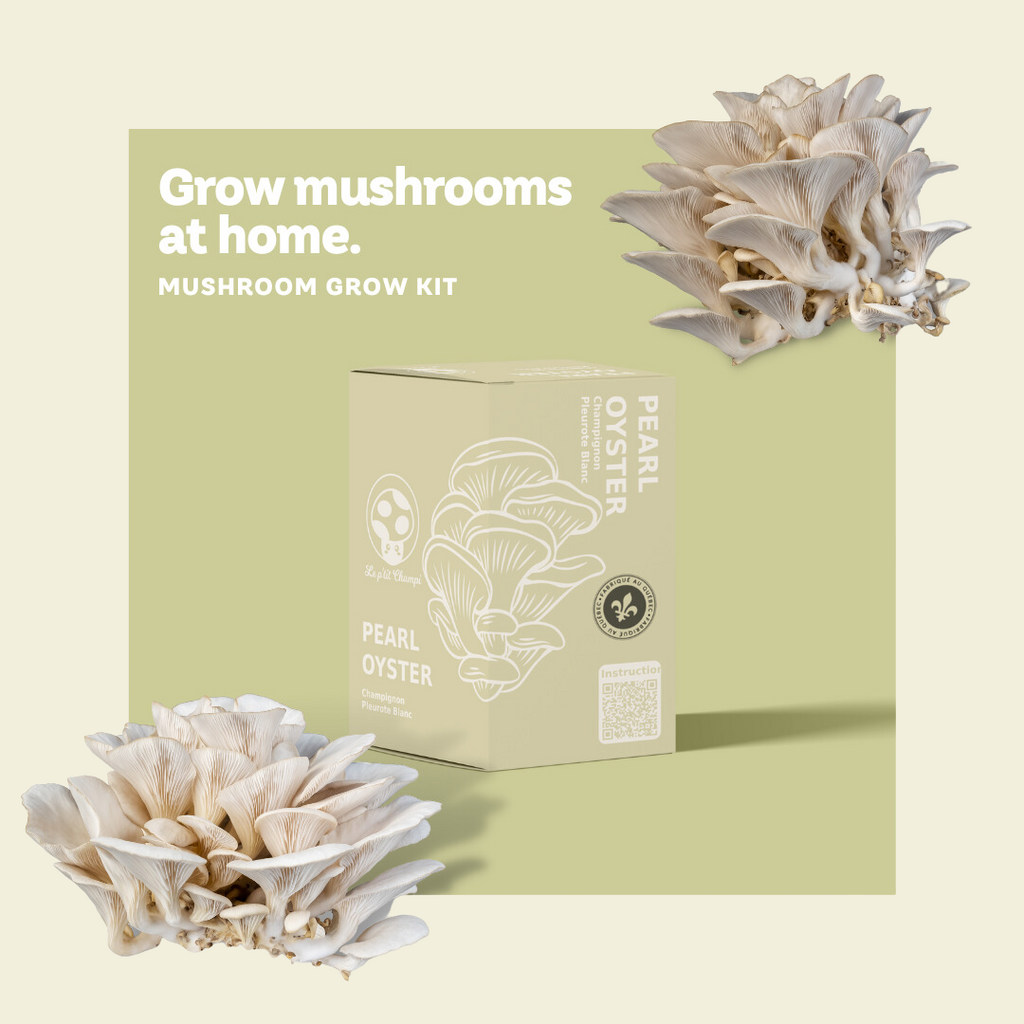 Pearl Oyster | Mushroom Kit