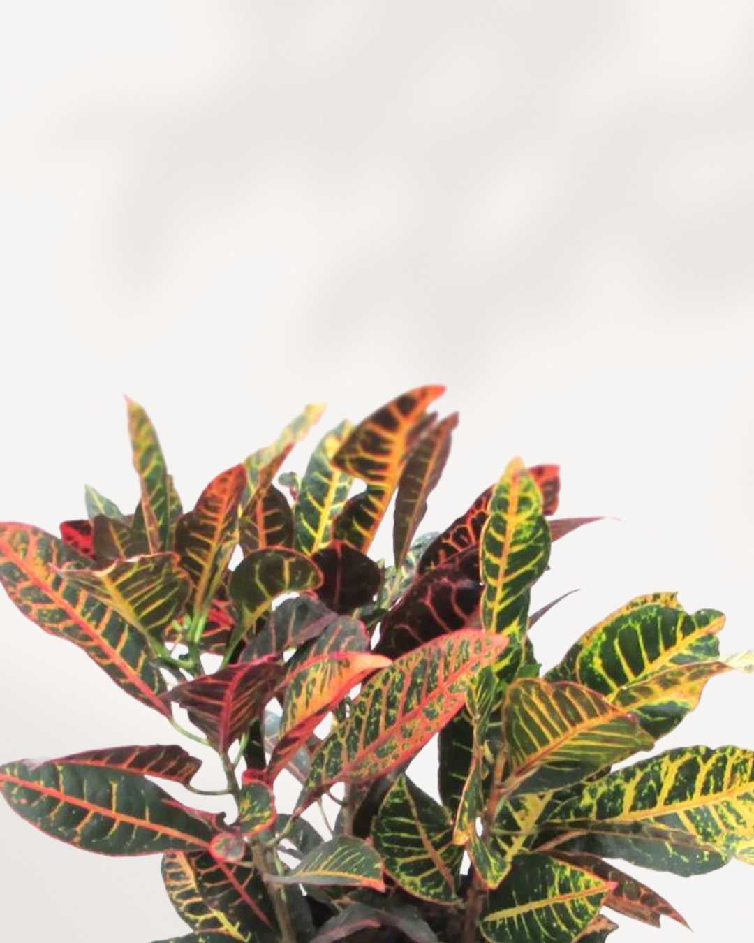 Croton Petra