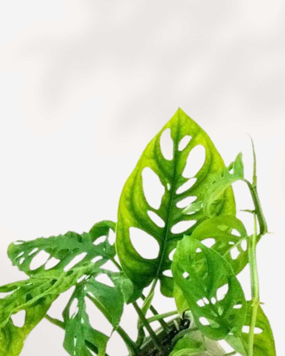 Monstera Adansonii | Swiss Cheese Plant