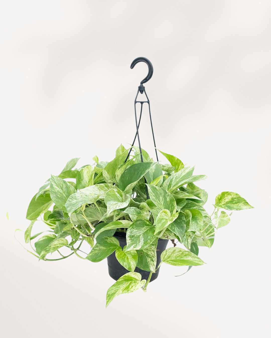 Marble Queen Pothos | Epipremnum Aureum Marble Queen