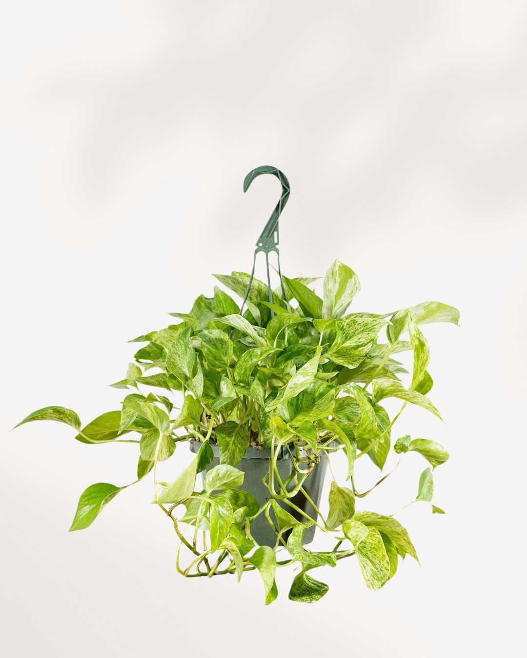 Marble Queen Pothos | Epipremnum Aureum Marble Queen