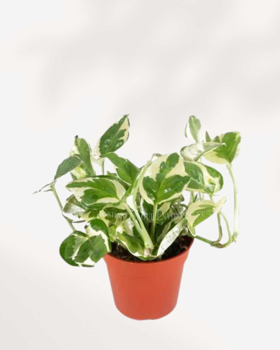 N’Joy Pothos | Epipremnum Aureum N'Joy