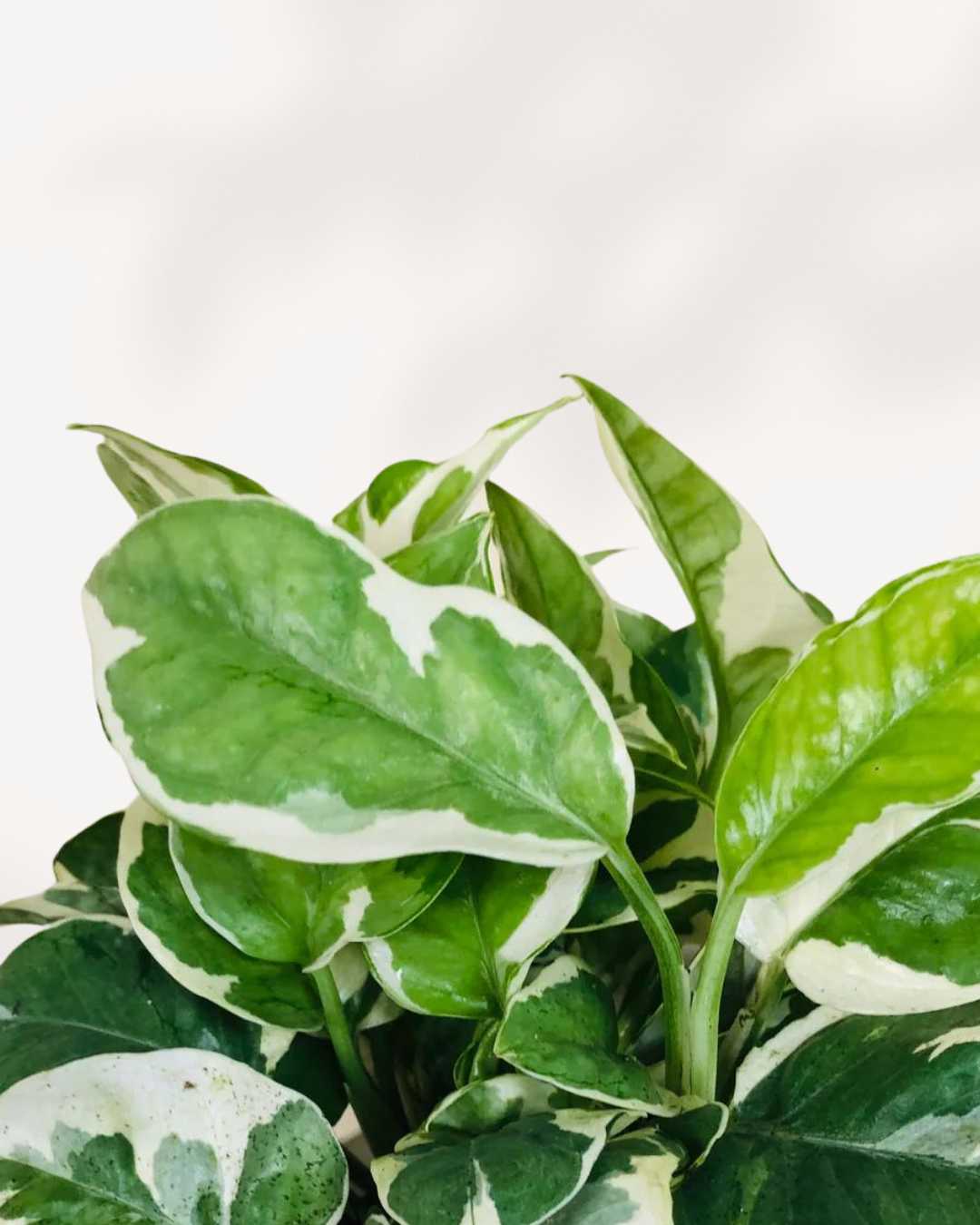 N’Joy Pothos | Epipremnum Aureum N'Joy
