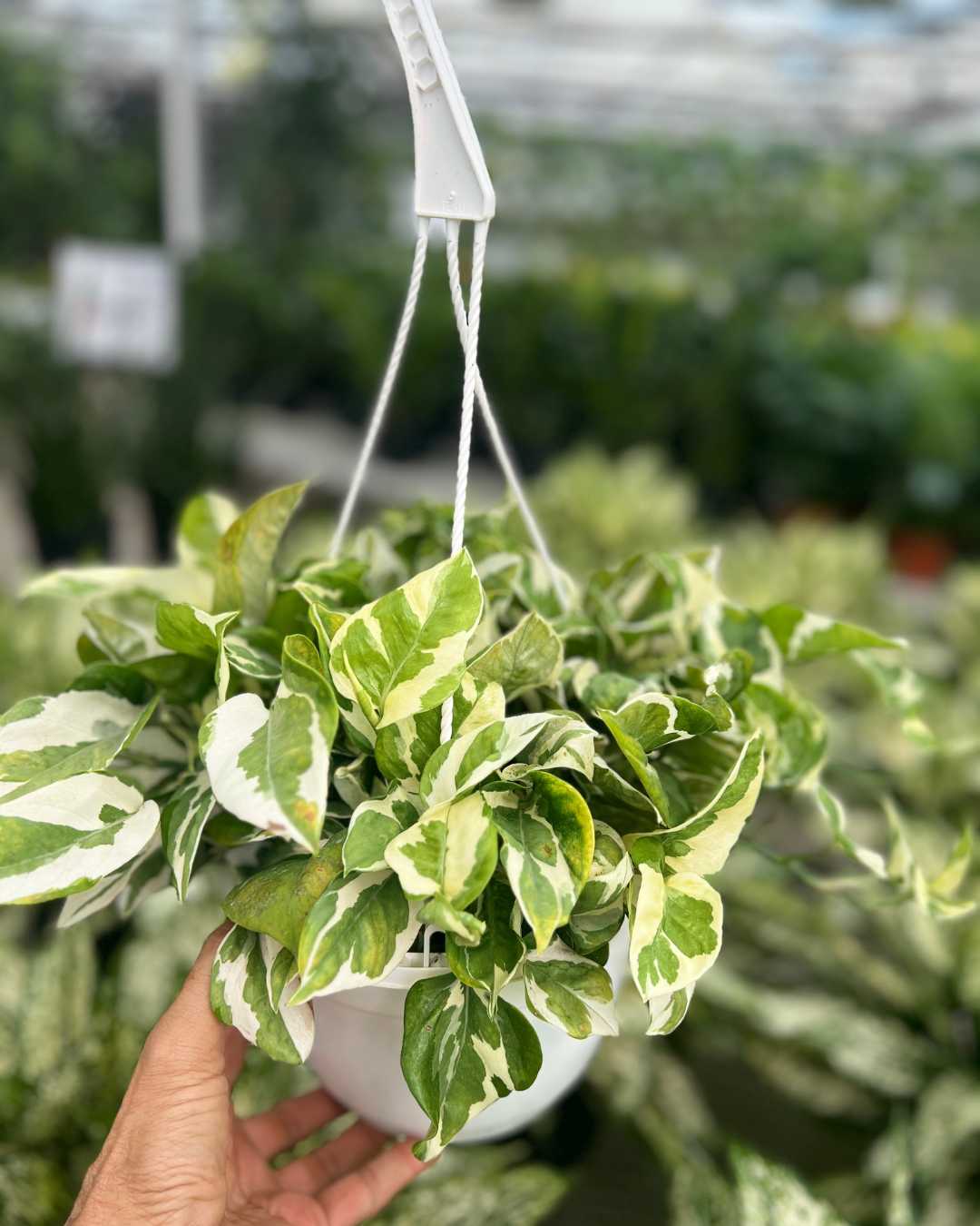 N’Joy Pothos | Epipremnum Aureum N'Joy
