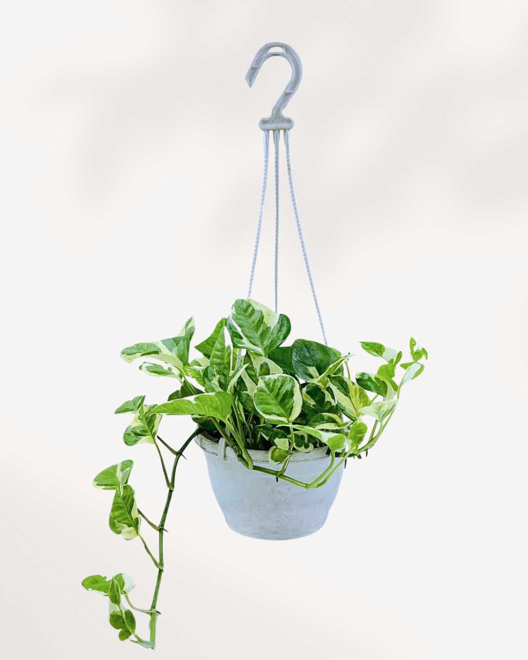 N’Joy Pothos | Epipremnum Aureum N'Joy