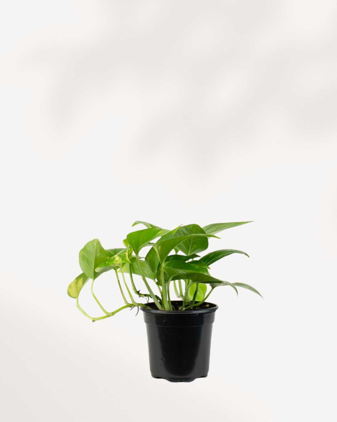 Golden Pothos | Epipremnum Aureum Golden