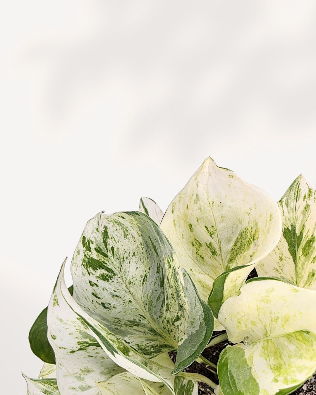 Manjula Pothos | Epipremnum Aureum Manjula