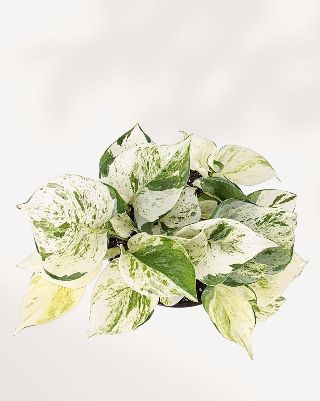 Manjula Pothos | Epipremnum Aureum Manjula