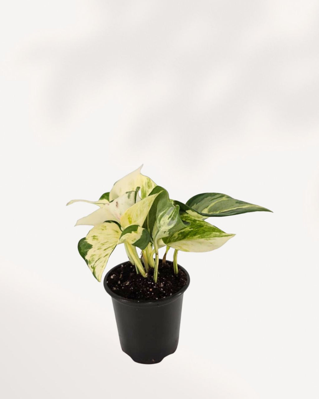 Manjula Pothos | Epipremnum Aureum Manjula