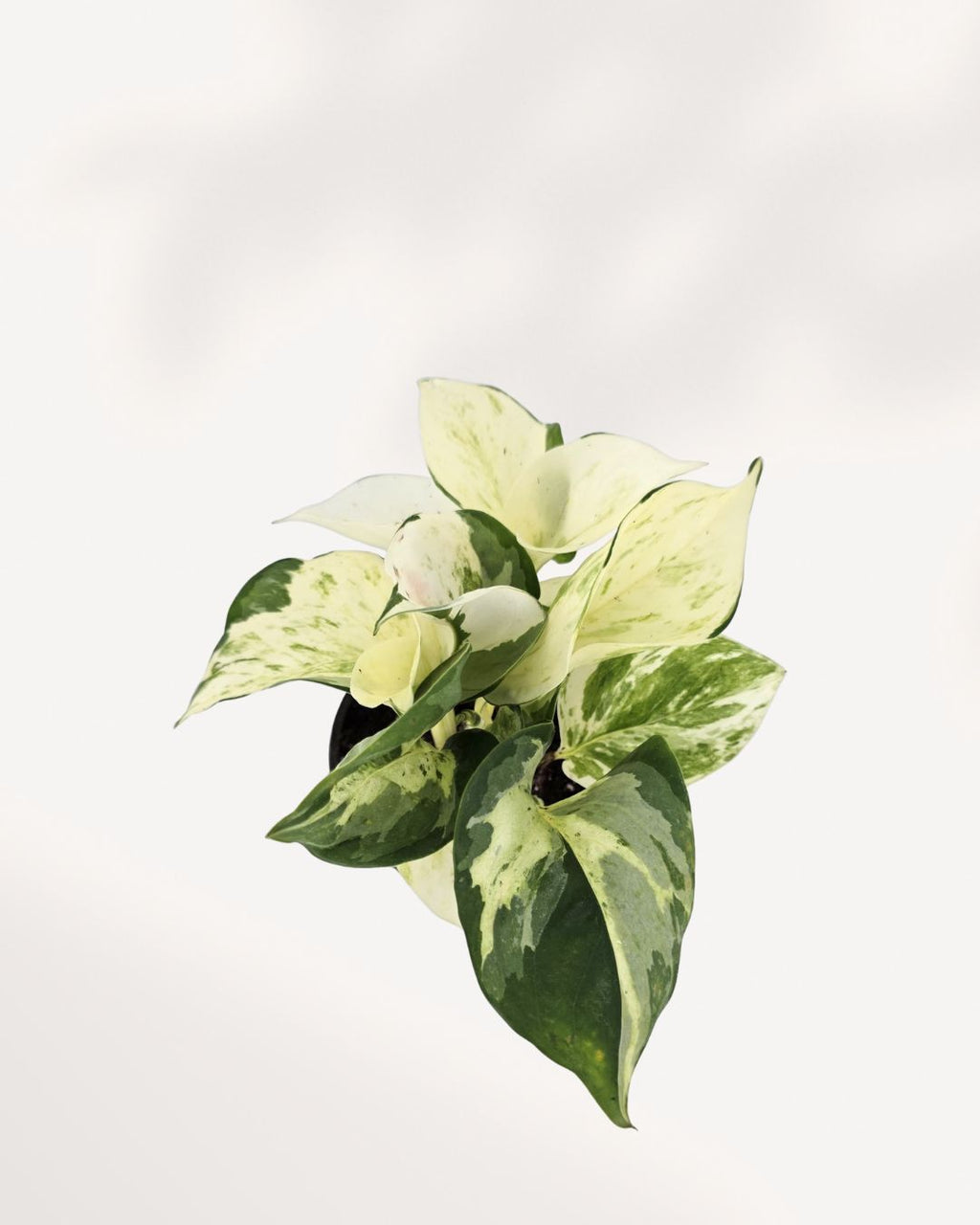 Manjula Pothos | Epipremnum Aureum Manjula
