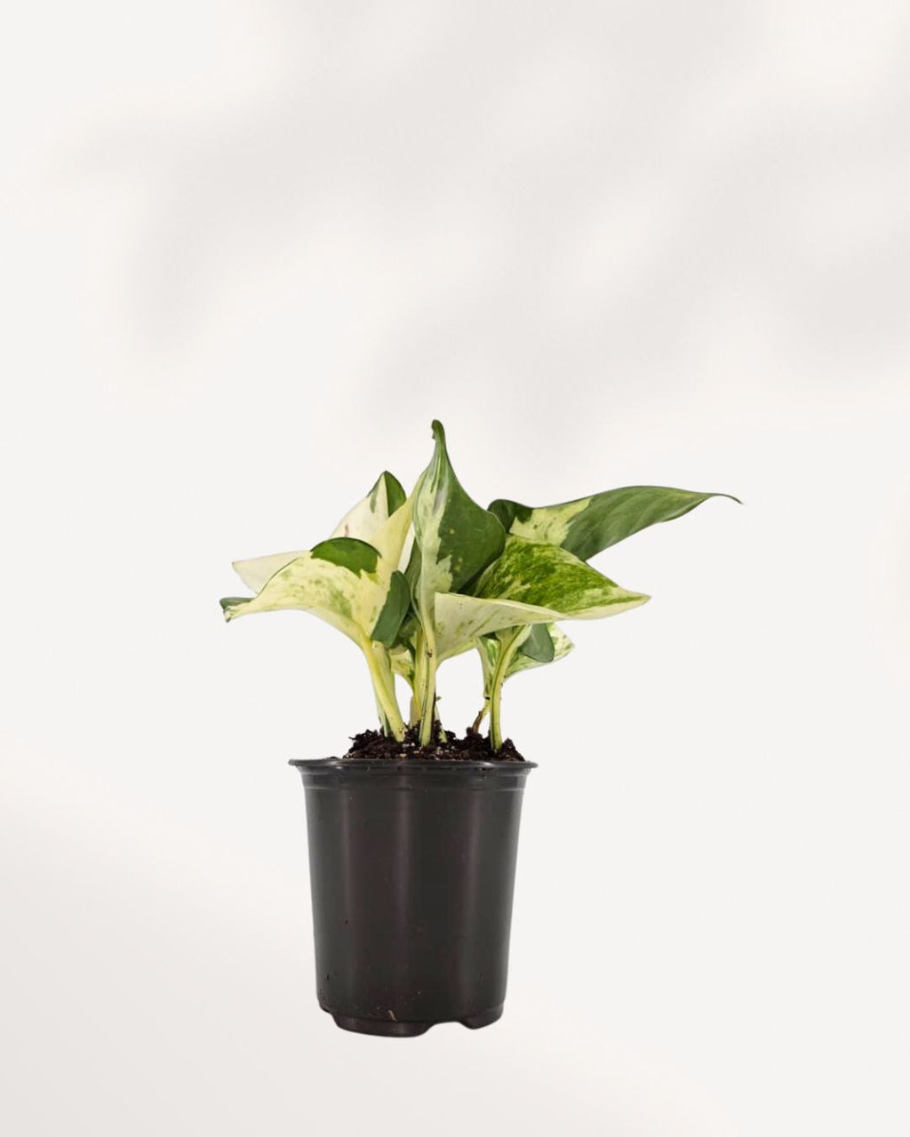 Manjula Pothos | Epipremnum Aureum Manjula