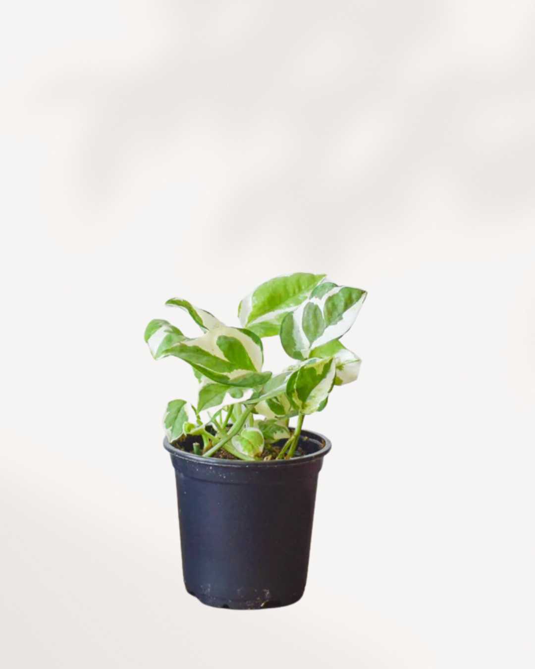 N’Joy Pothos | Epipremnum Aureum N'Joy