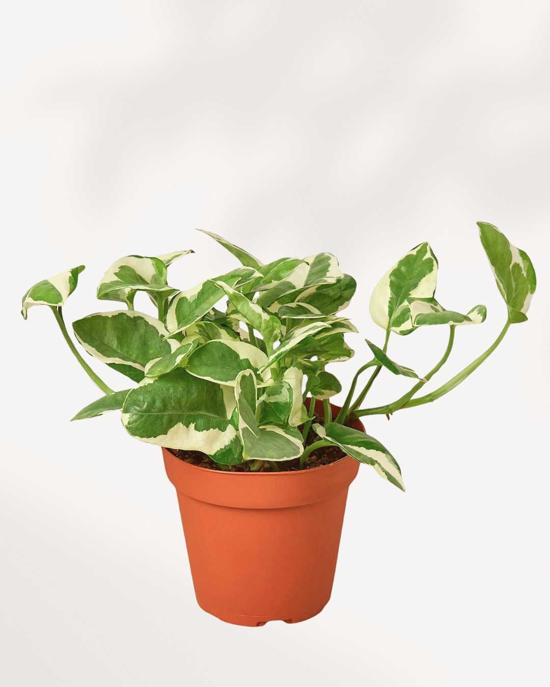 N’Joy Pothos | Epipremnum Aureum N'Joy