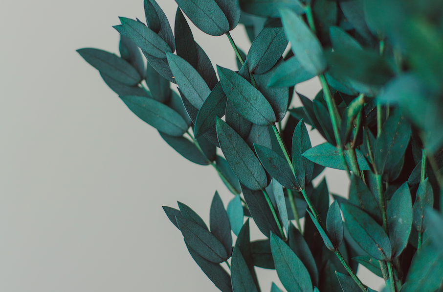 Short Willow Eucalyptus (Parvifolia) | Preserved