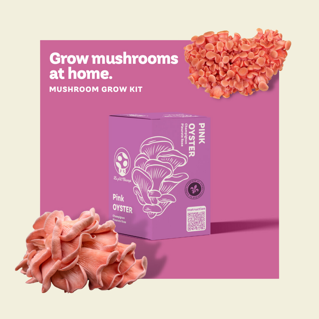 Pink Oyster | Mushroom Kit