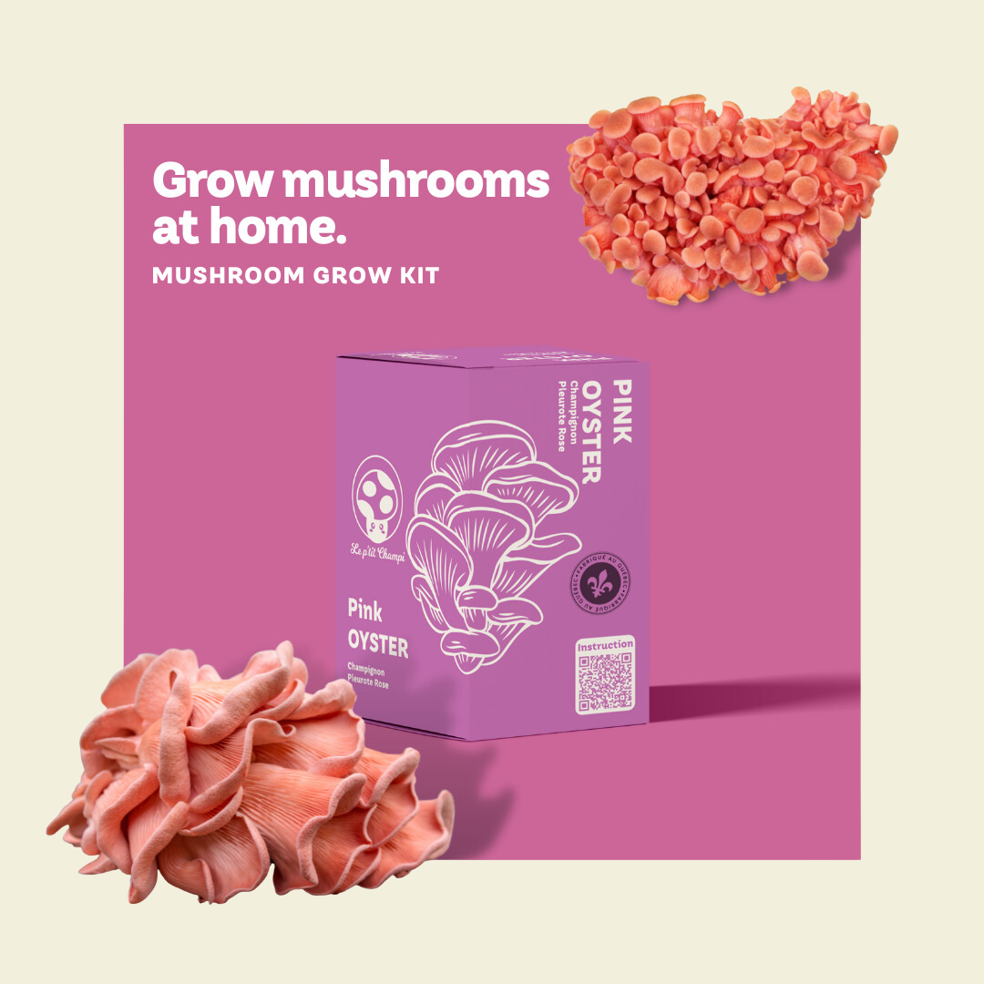 Pink Oyster | Mushroom Kit
