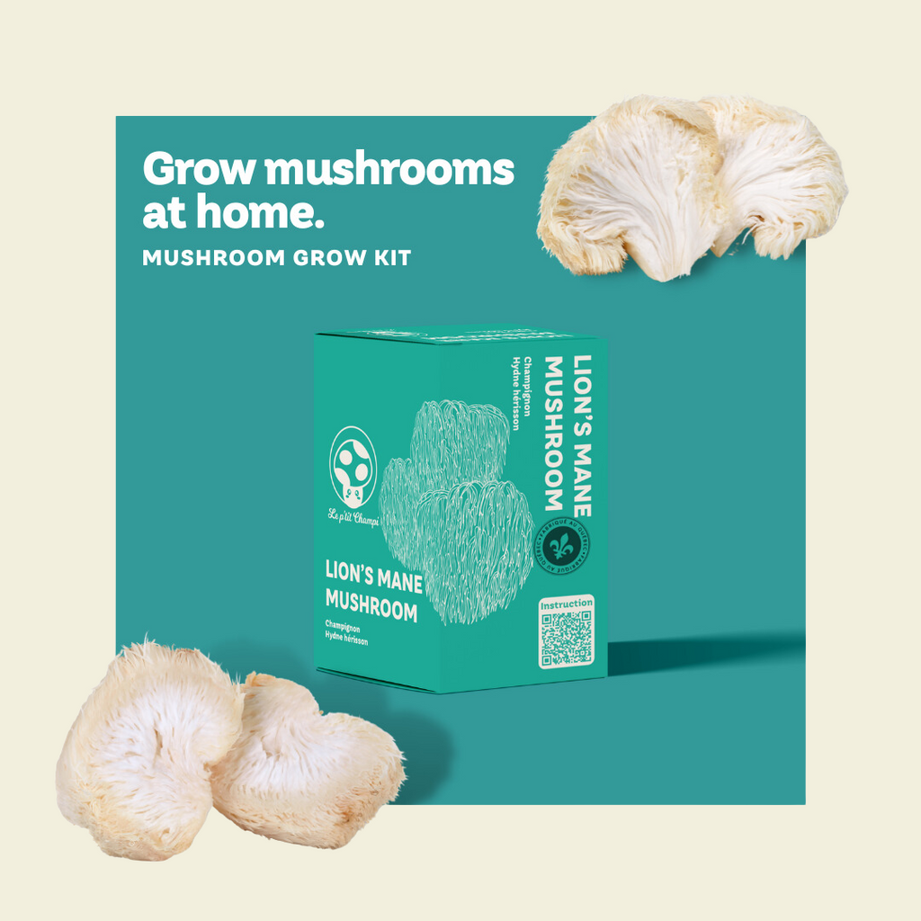 Lion's Mane | Mushroom Kit