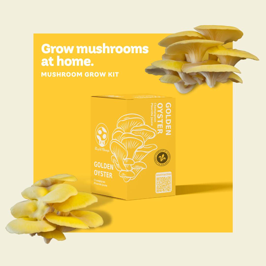 Golden Oyster | Mushroom Kit