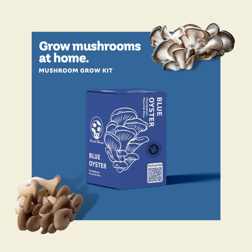 Blue Oyster | Mushroom Kit