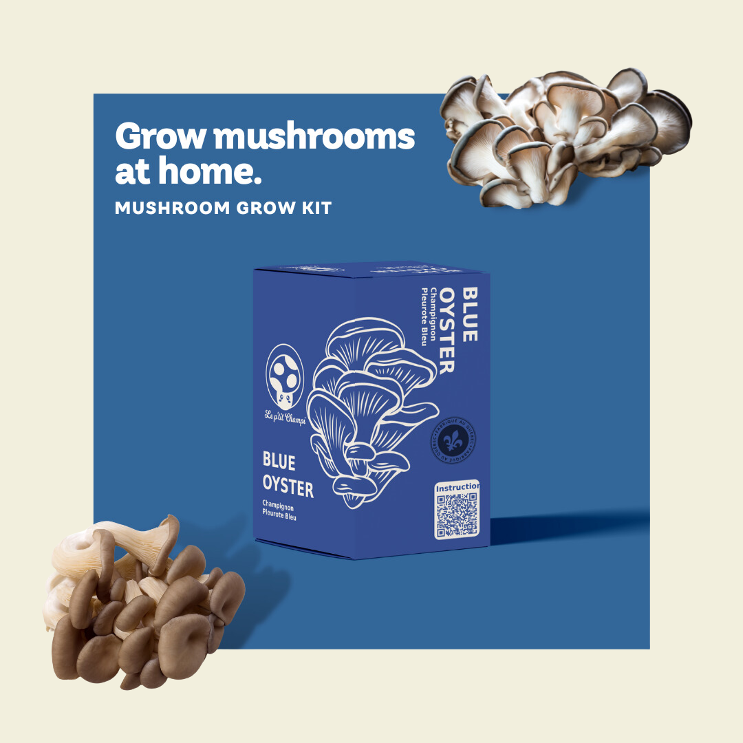 Blue Oyster | Mushroom Kit