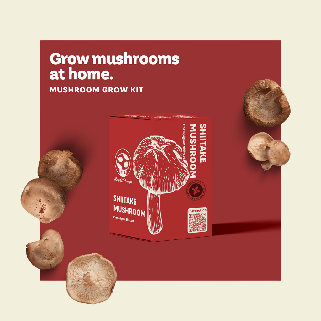 Shiitake | Mushroom Kit