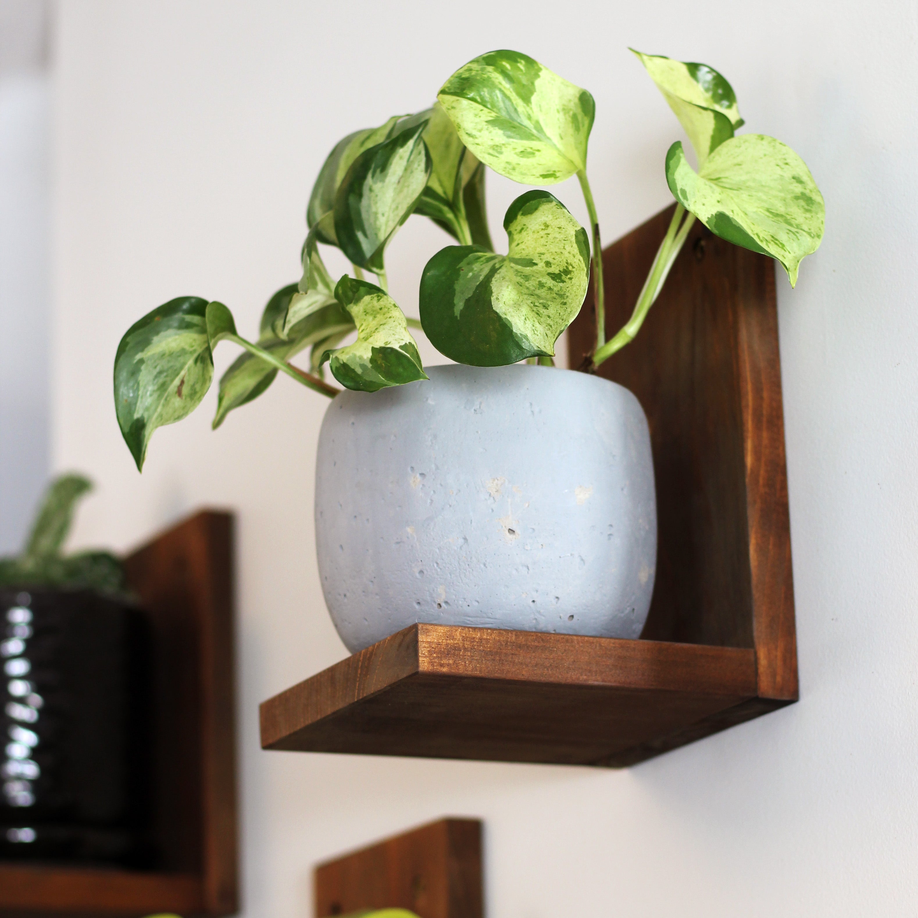 Wall Mounted Solid Wood Plant Shelf | Woodland Brown (Set of 3)