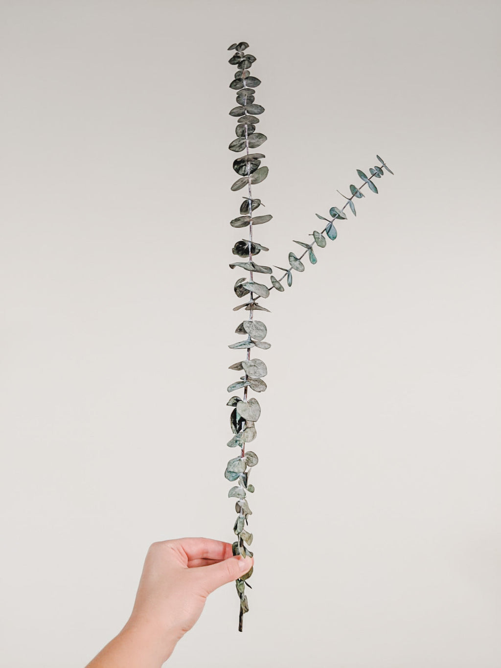 Preserved Eucalyptus Stems | Medium