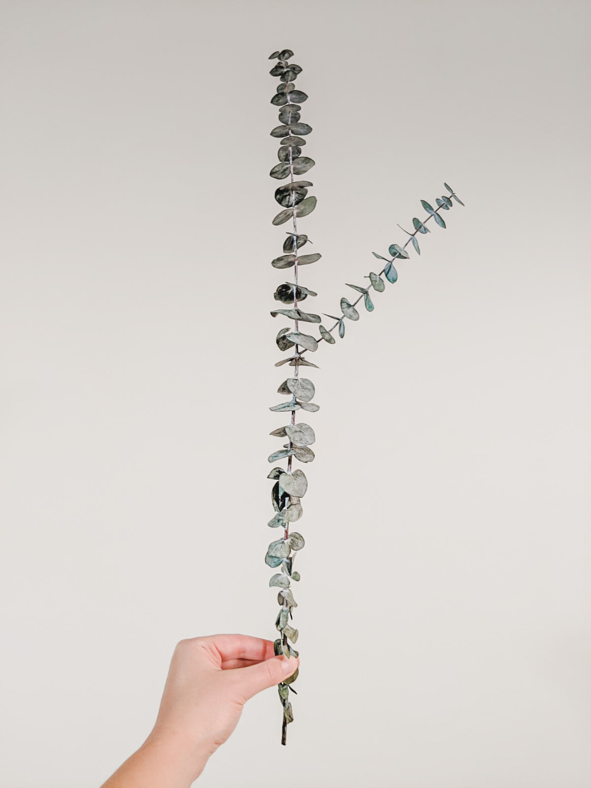 Preserved Eucalyptus Stems | Medium
