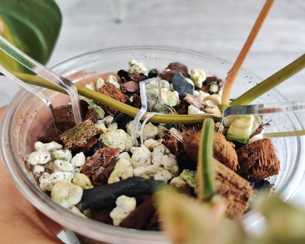 Acrylic Propagation Pins | Super Clear