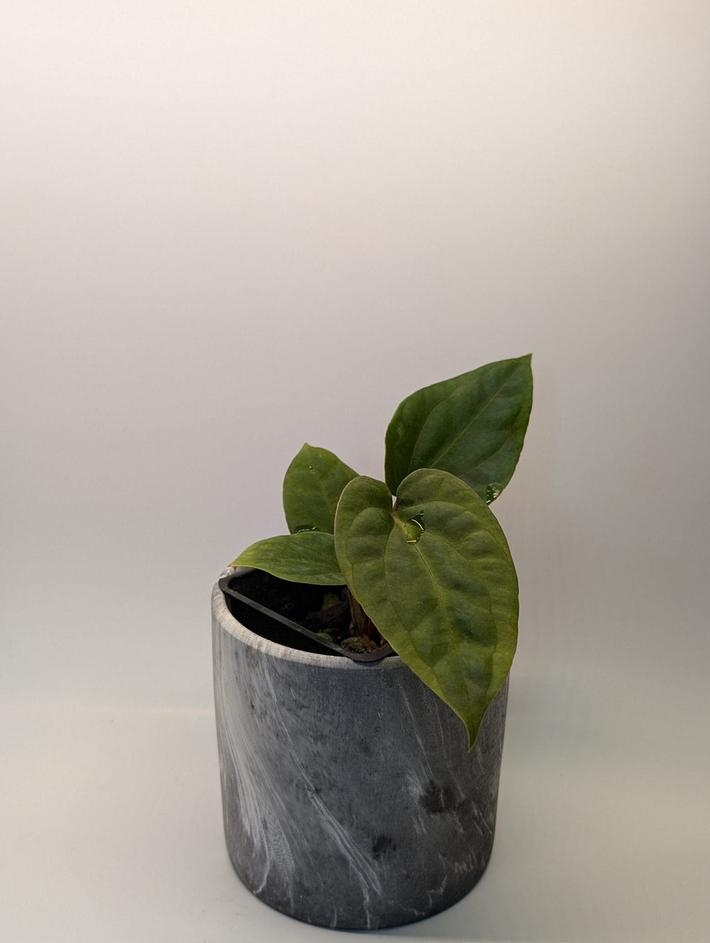 Anthurium (Besseae "Spider" x BVEP) x (FSRL x FS S1)