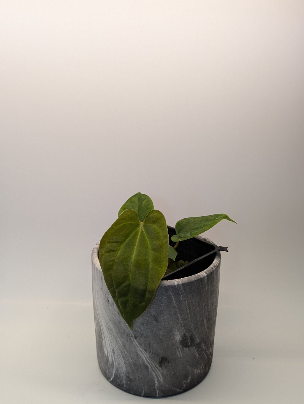 Anthurium (Besseae "Spider" x BVEP) x (FSRL x FS S1)