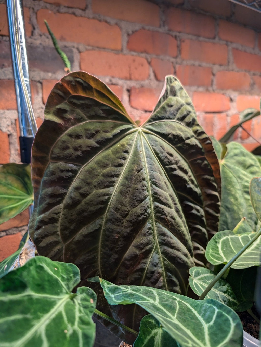 Anthurium (Besseae "Spider" x BVEP) x (FSRL x FS S1)