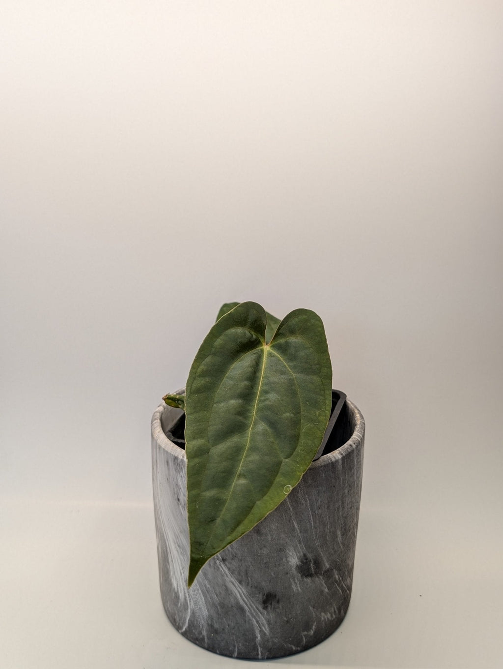 Anthurium (Besseae "Spider" x BVEP) x (FSRL x FS S1)
