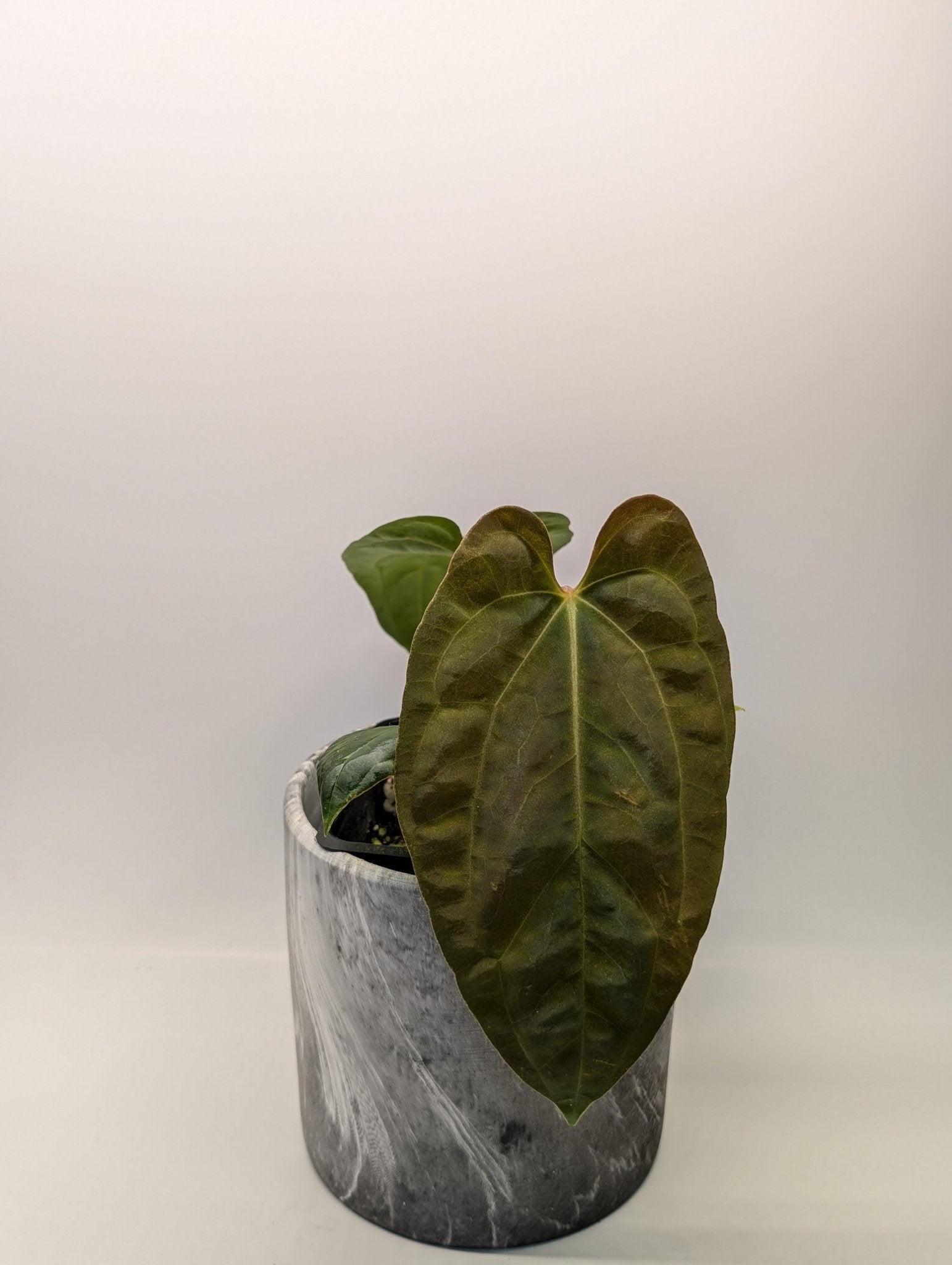 Anthurium (Besseae "Spider" x BVEP) x (FSRL x FS S1)