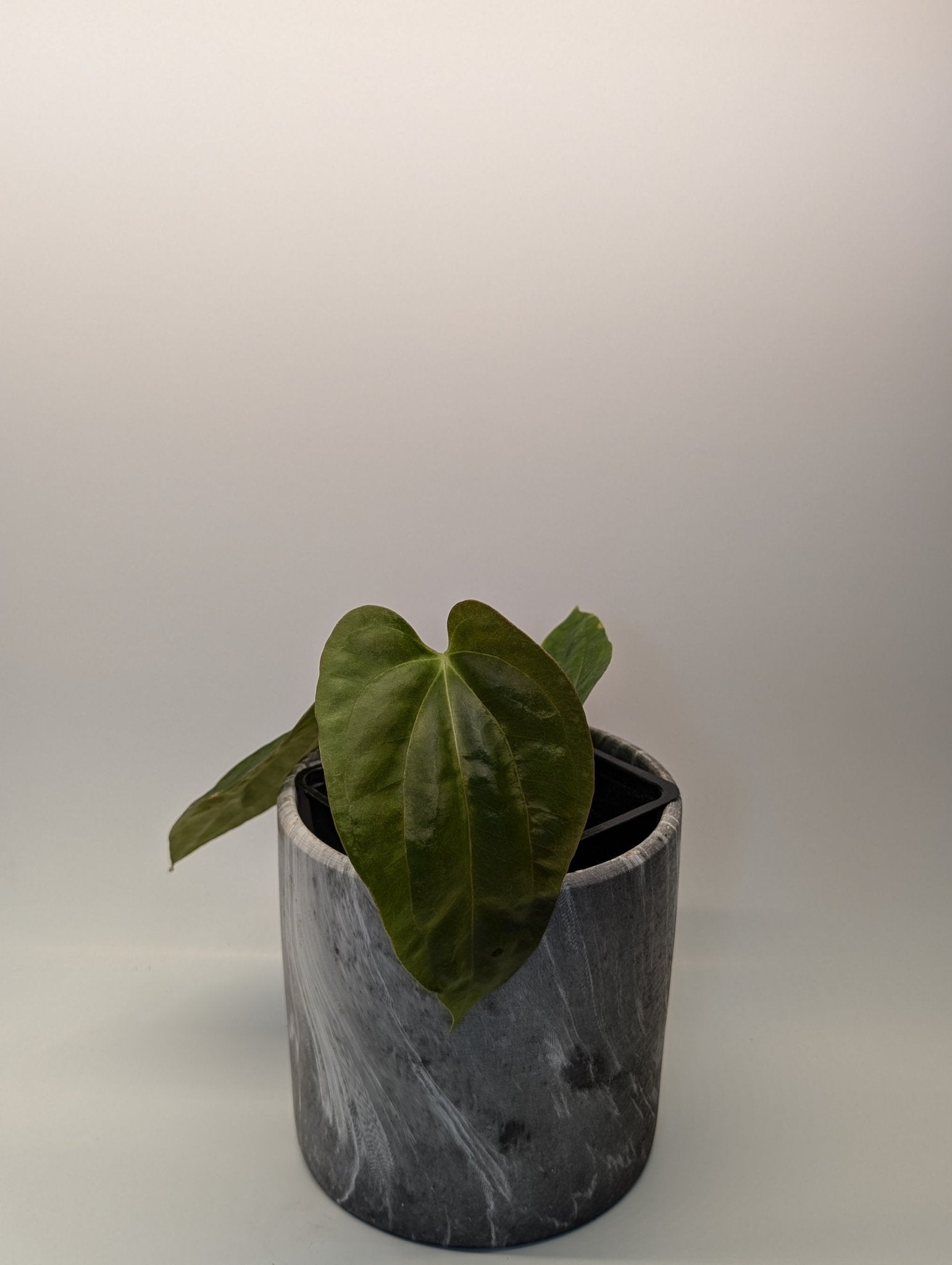 Anthurium (Besseae "Spider" x BVEP) x (FSRL x FS S1)