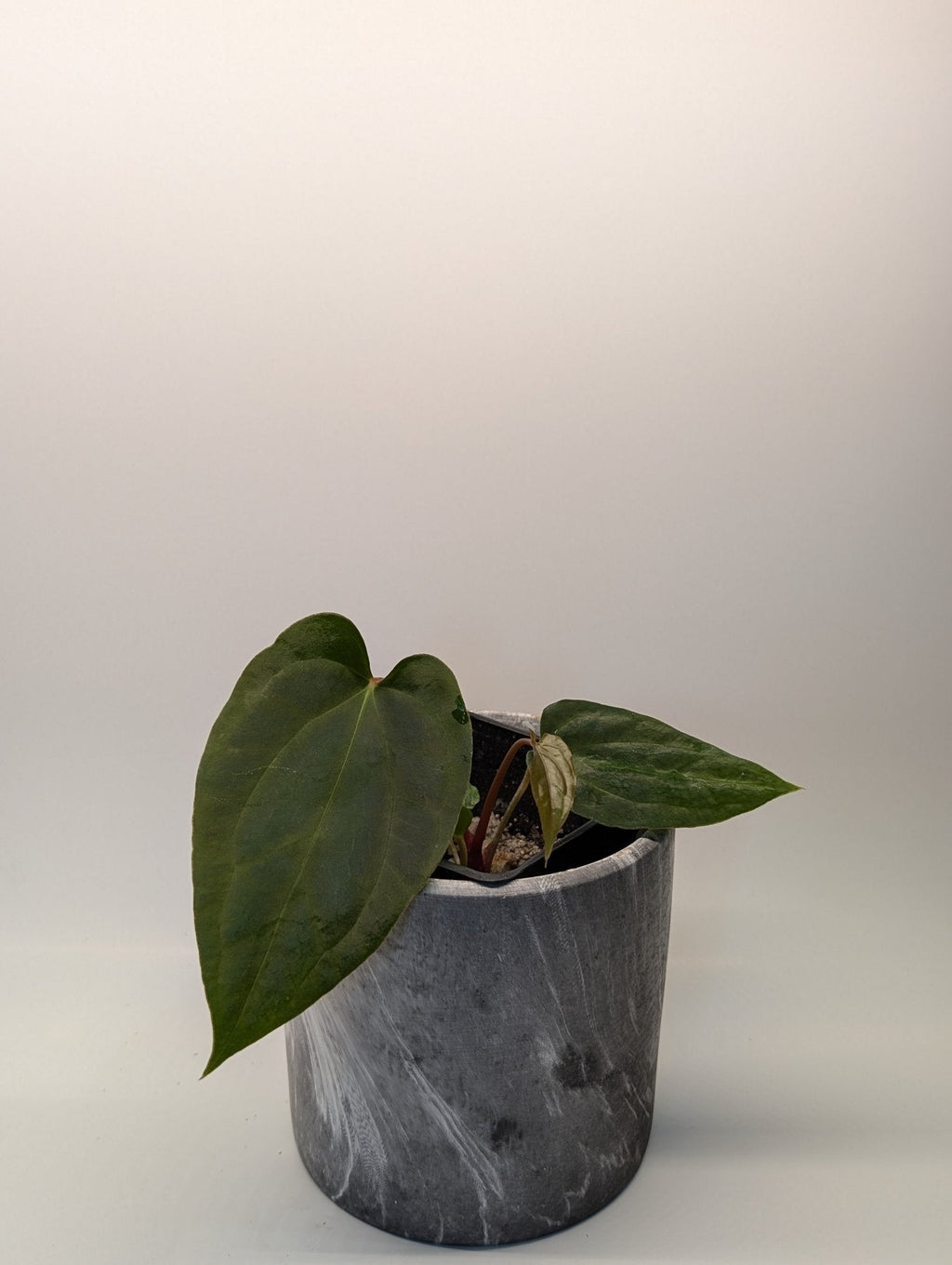 Anthurium (Besseae "Spider" x BVEP) x (FSRL x FS S1)