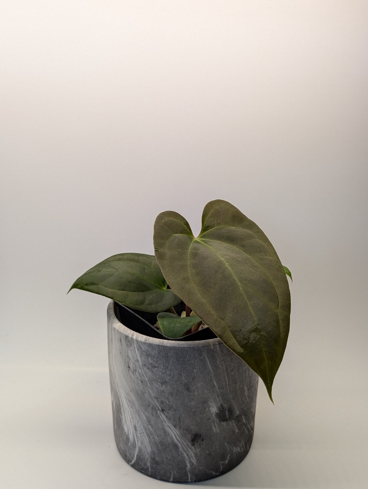 Anthurium (Besseae "Spider" x BVEP) x (FSRL x FS S1)