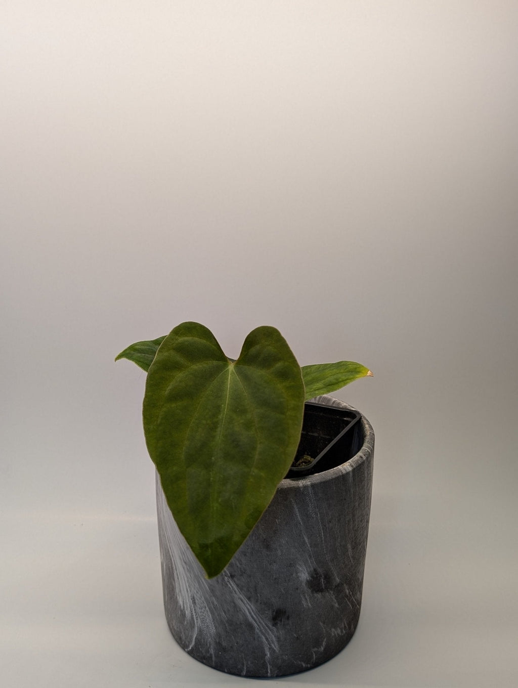 Anthurium (Besseae "Spider" x BVEP) x (FSRL x FS S1)