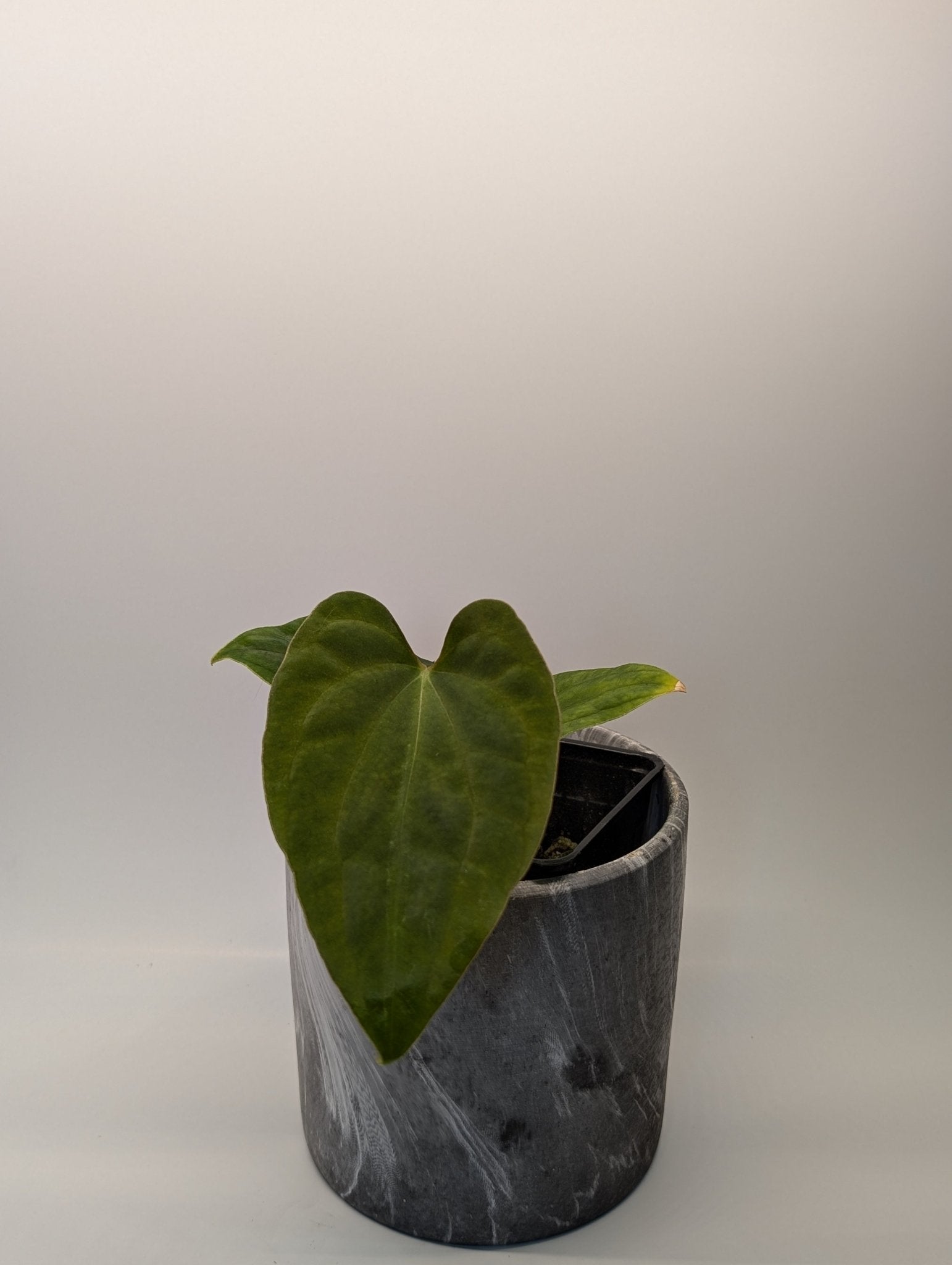 Anthurium (Besseae "Spider" x BVEP) x (FSRL x FS S1)