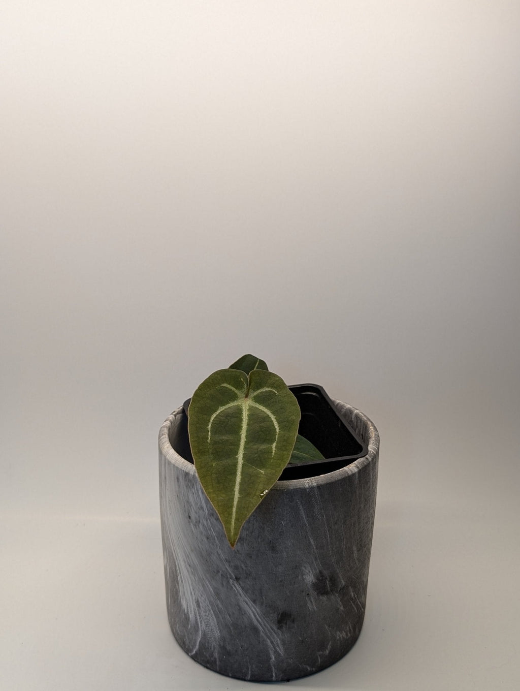 Anthurium (Besseae x Magnificum) x Forgetii