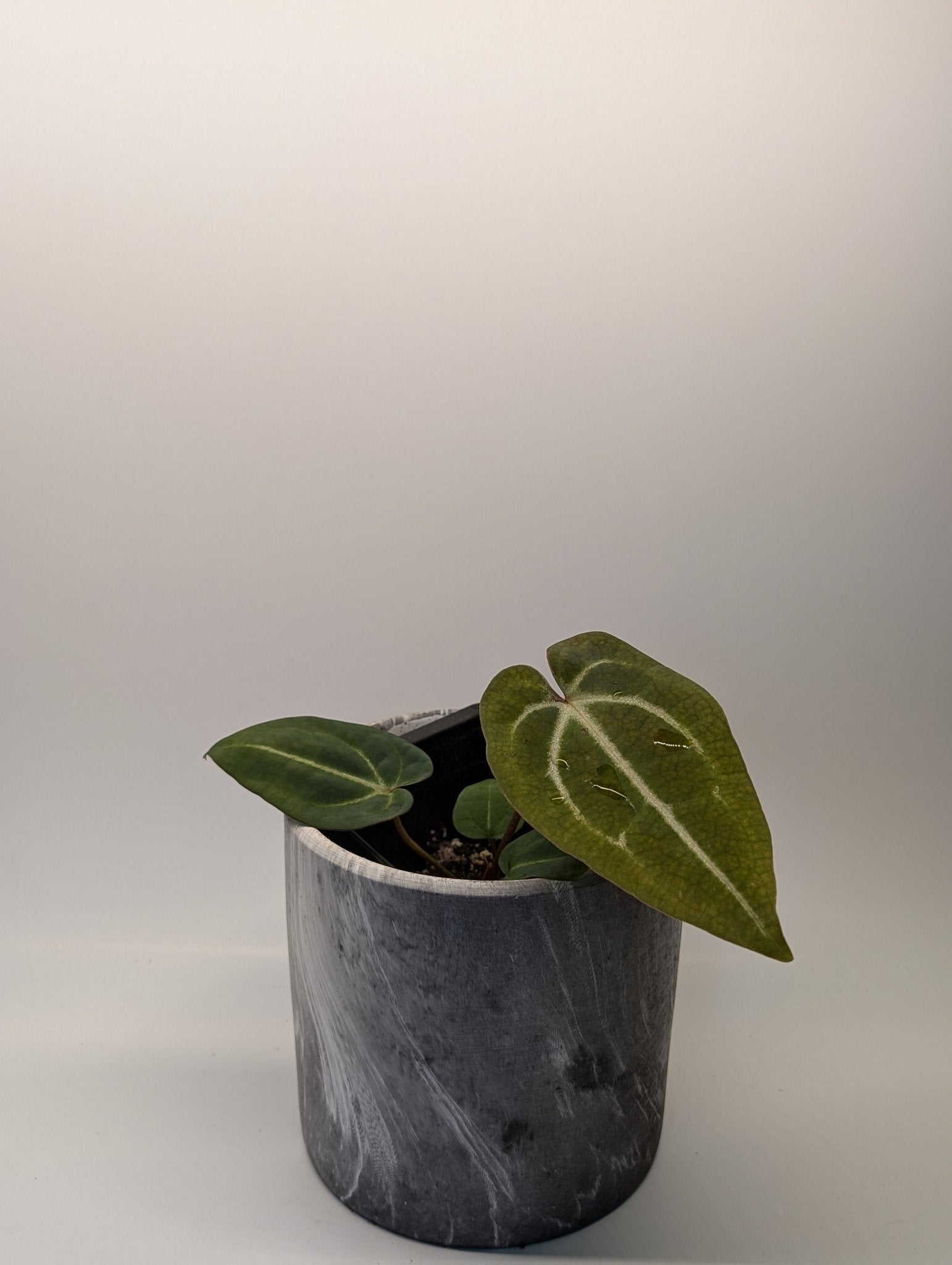 Anthurium (Besseae x Magnificum) x Forgetii