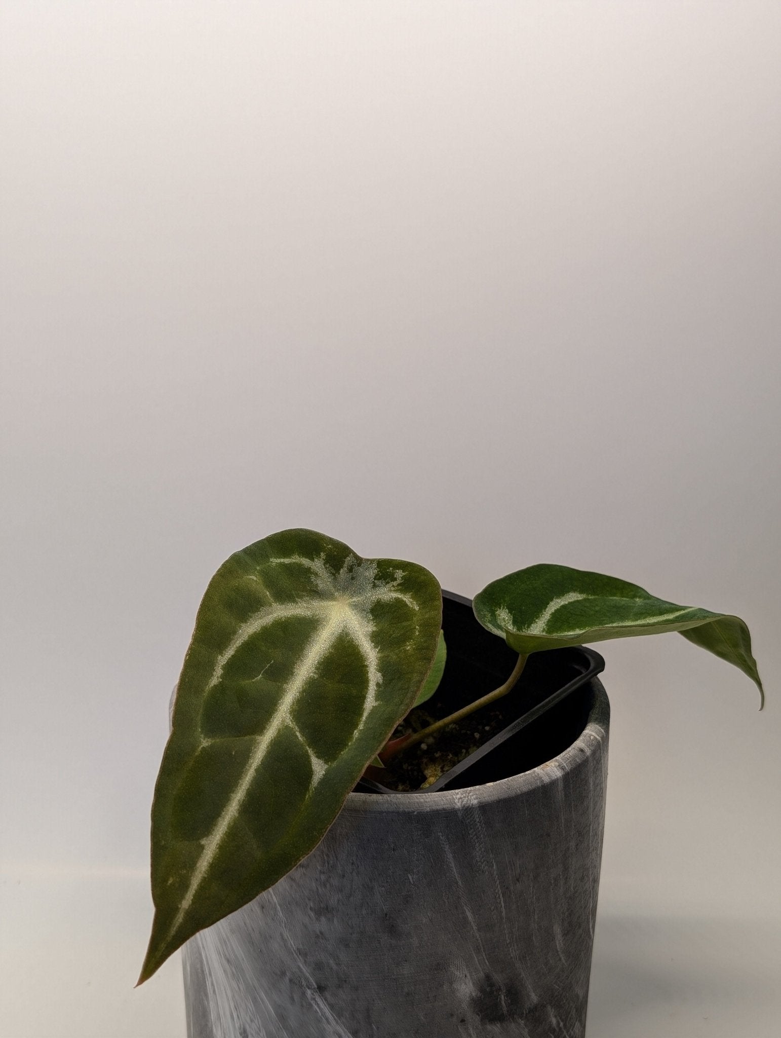 Anthurium (Besseae x Magnificum) x Forgetii