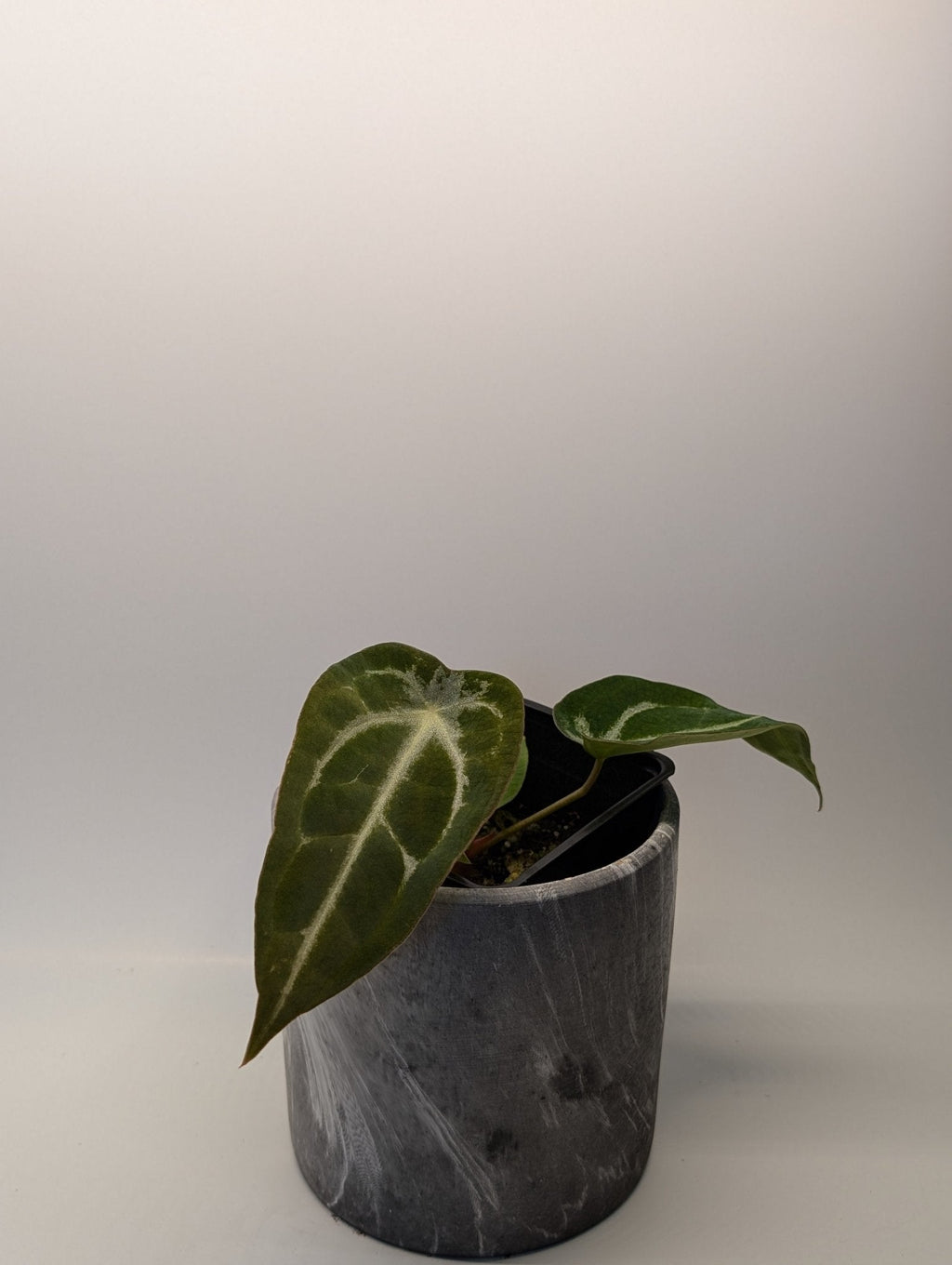 Anthurium (Besseae x Magnificum) x Forgetii