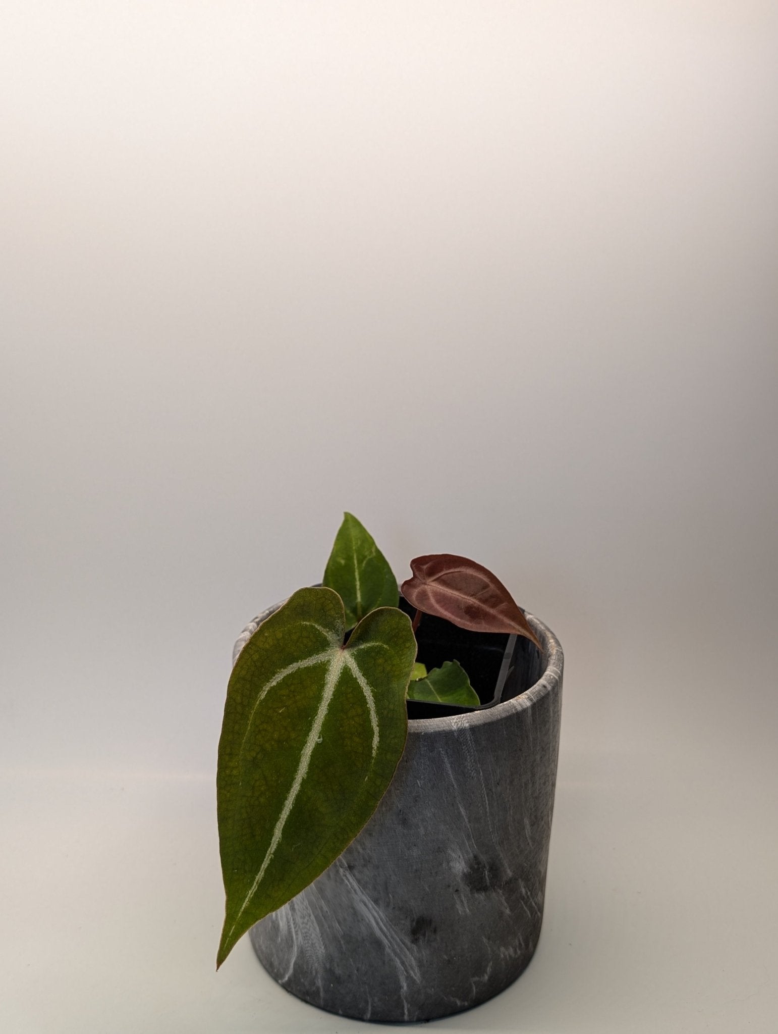 Anthurium (Besseae x Magnificum) x Forgetii