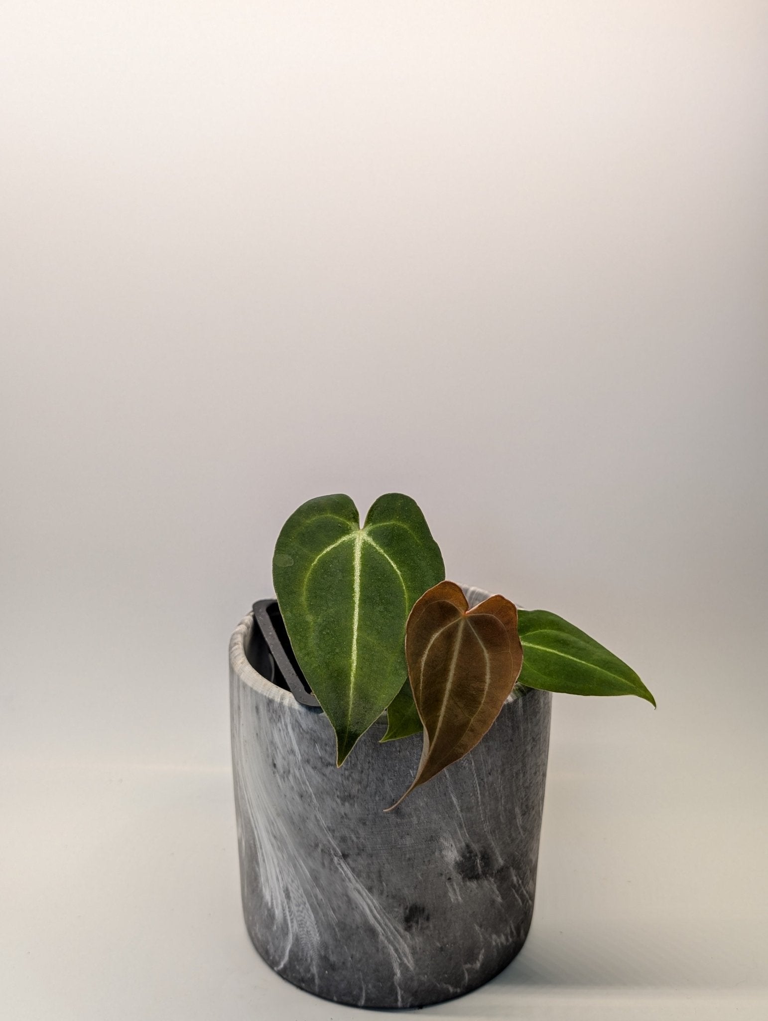 Anthurium (Besseae x Magnificum) x Forgetii